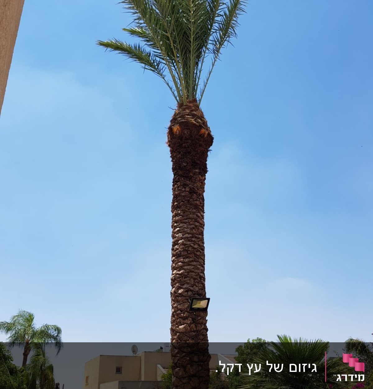 עץ דקל גבוה עם גזע גזום